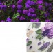 Ringke Fusion Design Armor Case Cover with Gel Frame for iPhone 14 transparent (Purple rose)