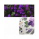 Ringke Fusion Design Armored Case Cover med Gel Ram för iPhone 14 Plus transparent (lila ros) (FD637E29)