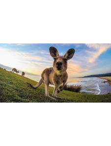 GoPro Tripod Mounts ABQRT-002