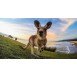 GoPro Tripod Mounts ABQRT-002